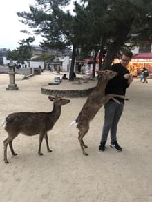 Steven with deer in a park