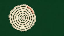 Experience Tree rings representing accumulated experience, with one ring highlighted in salmon